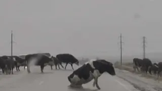 Коровы на льду. Животные исполнили ледовый балет на замерзших дорогах Челябинской области