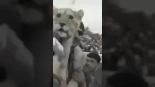 Lion and microphone