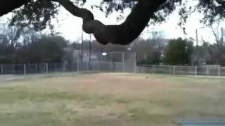 Tree fall fail