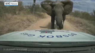 Elephant charges truck in South Africa, crumpling bonnet