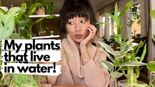 How To Grow Plants In Water Without Soil!