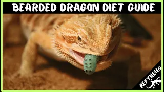 Bearded Dragon Diet Guide - Here's What Babies and Adults Eat