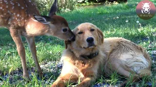 Deer Brings Her Babies To Meet Her Dog Best Friend Every Spring!