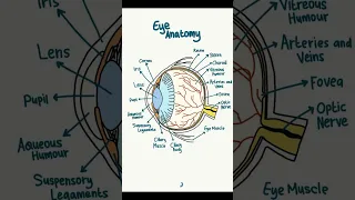 Anatomy of Eye