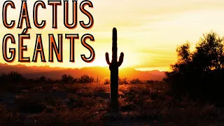 Immersion dans le désert d'ARIZONA au milieu des CACTUS et des ANIMAUX !