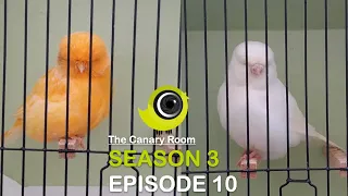 The Canary Room Season 3 Episode 10 - A Norwich Canary Special