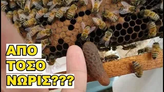 Σμηνουργία το Μάρτιο: Τι έγινε στην επιθεώρηση μελισσιού...