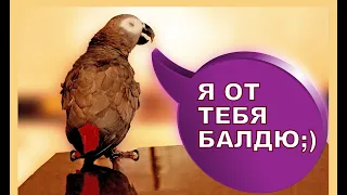 Попугай жако Петруня смеется над своим отражением🐦😂