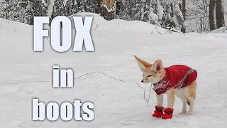 Fennec Fox Plays in Snow - Look at his Little Paw Booties!