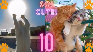 So Cute Cats ♥ Best Funny Cat Videos 2021#10