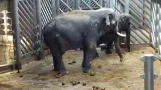 Слон машет хоботом. Пражский зоопарк