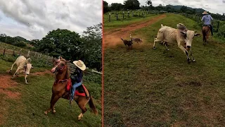 TOURO AGRESSIVO DEMAIS!😱FOI POR POUCO NÃO ACONTECE UM ACIDENTE.