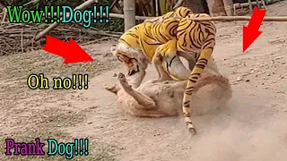 Prank dog! Fake tiger vs real dog, Funny dog prank, try not to laugh, 2022