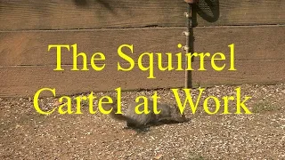 The Squirrel Cartel at Work...