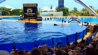 LORO PARQUE - TENERIFE - CANARY ISLANDS 2022 - 4K