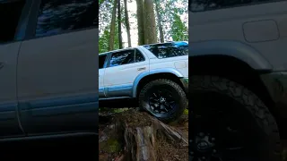 Our 4runners in the forest.