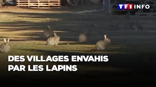 Des villages envahis par les lapins