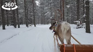 Reindeer Sleigh Rides in Santa Claus Village, VR 360 video