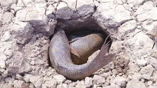 Wow Amazing Secret Giant Fish Nest In Underground Catching By Fisherman