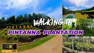 Walking in Pintanna #Agarwood Plantation - Sri Lanka | 4K  | #ASMR | Real sound