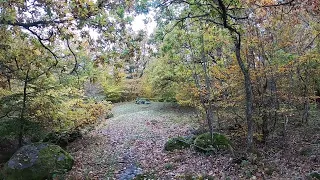 Drevjakt på vildsvin i Blekinge skärgård.