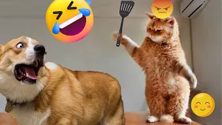 Funny Dogs and Cats Videos 🐶🐱- Best Funniest Animal Videos 2024 🤣- Part 2