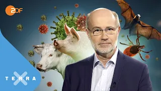 Schweinepest, Corona & Co - der Vormarsch neuer Viren | Leschs Kosmos
