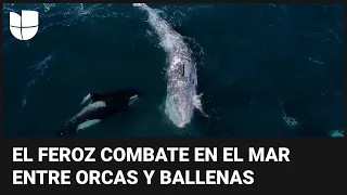 Graban el impresionante ataque de más de 30 orcas a dos ballenas grises en California