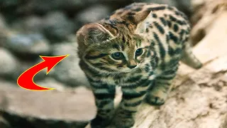 This Cute And Cuddly African Cat Has A Deadly Secret