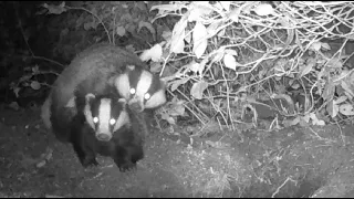 Badgers mating