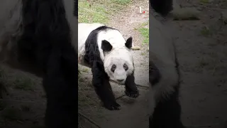 China Ready To Welcome Back Giant Panda Bear Ya Ya From US