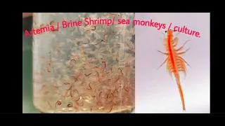 How to make Artemia / Brine Shrimp/ sea monkeys / culture in tamil || KAMAL FISH FARM