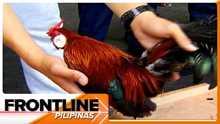 Nasa 500 imported na panabong na manok, hinarang sa NAIA | Frontline Pilipinas