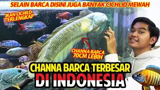 CHANNA BARCA TERBESAR DI INDONESIA! PANJANGNYA 70CM LEBIH! DISINI CICHLIDNYA LENGKAP BANGET! SULTAN!