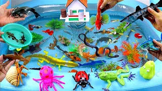 Collection of Cute Animals, Sharks, Bluefins Fish, Panda Catsfish, Wolf fish,Goldfish,Frog,Crocodile