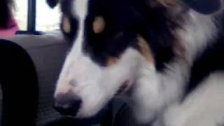 My Border Collie falling asleep :d