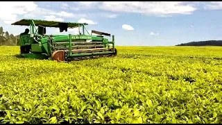 Tea Harvesting Machine introduced in Kenyan Tea Estates