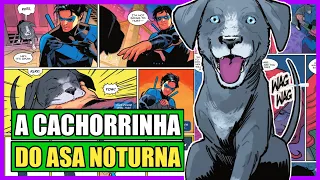 ASA NOTURNA SALVOU A VIDA DE UMA CACHORRINHA ❤