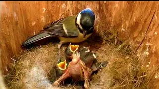 Cara Burung Gelatik Merawat Anaknya Sampai Bisa Terbang di alam liar