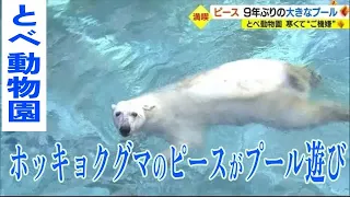 とべ動物園のアイドル　ホッキョクグマの「ピース」　約９年ぶりに大きなプールを満喫【愛媛】 (23/03/04 12:00)