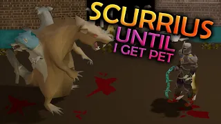 Killing Scurrius Until I Get The Pet