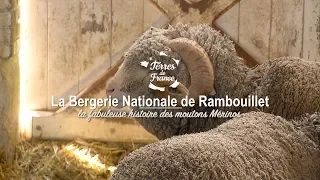 La Bergerie Nationale de Rambouillet, la fabuleuse histoire des moutons Mérinos - Terres de France