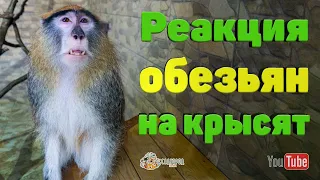 Реакция обезьян на крысят