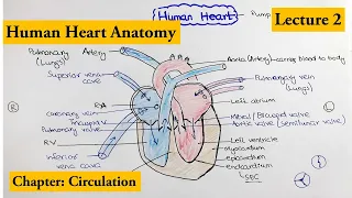 human heart Structure and Function | Chapter Circulation Video # 2