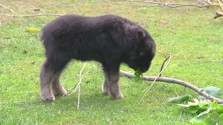 Playful baby muskox gets the zoomies