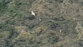 ￼Disneynature earth￼ 2007: Arctic wolf Hunting Caribou￼￼ ￼