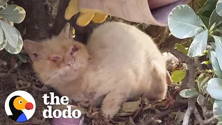 Scruffy Feral Cat Makes A Gorgeous Transformation | The Dodo