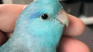 Pico the Parrotlet talking and making cute sounds