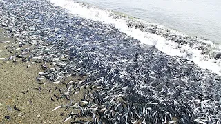 QUESTI ANIMALI HANNO COMPORTAMENTI STRANI MA SPIEGATI DAGLI ESPERTI