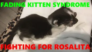 Fading Kitten Syndrome - Our Fight To Save Rosalita